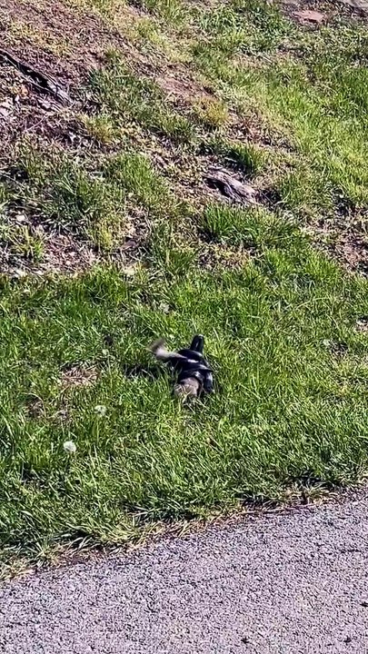 Gatekeeping Lunch. 🔥   Squirrel saves his friend from snake  At least that's what it looks like. Even when a video looks cut and dry like this it's hard to pin a bulletproof motive on a wild animal. Still, it's a nice story so we're gonna go with it.