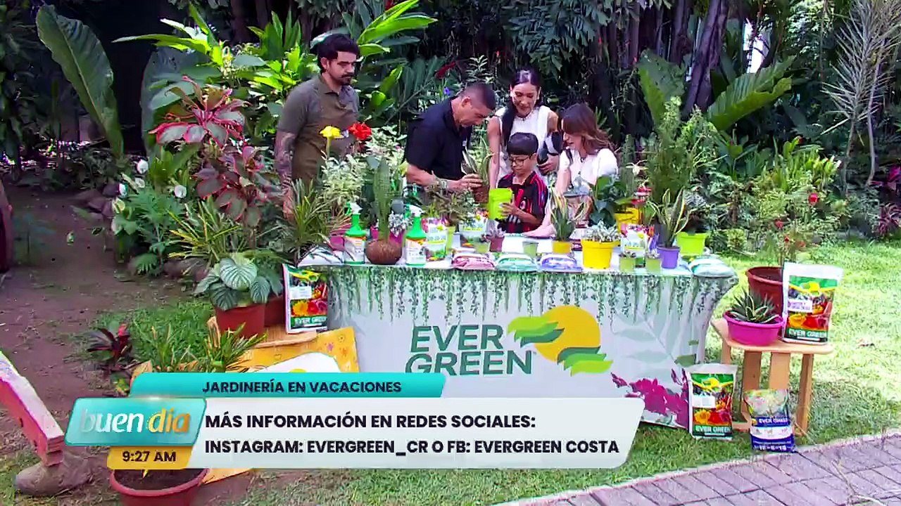 BD-evergreen