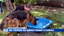 Nouvelle étape dans la reconstruction du pont de Chorieux / Comment les bénévoles de la SPA rafraîchissent les animaux ?  / L'ASSE présente le nouveau coach Ian Cathro