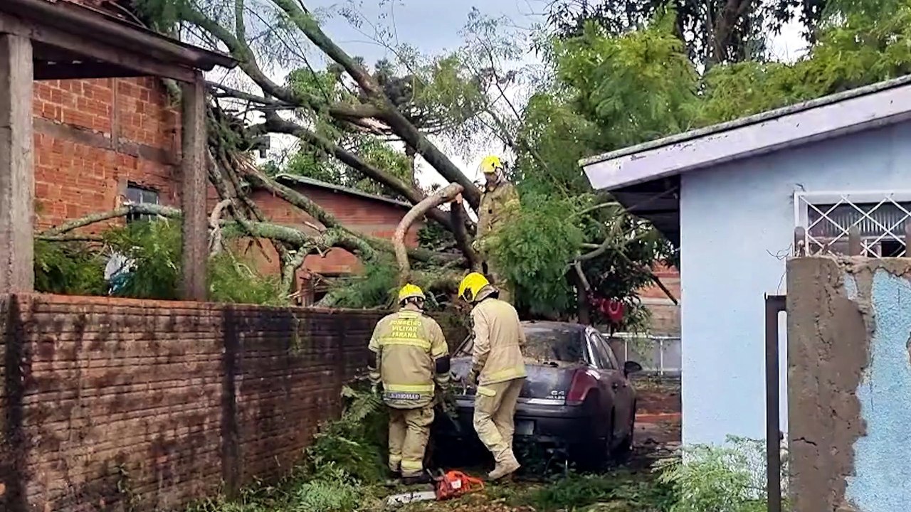 Árvore cai sobre duas casas e um carro no Bairro Cascavel Velho; Bombeiros são mobilizados