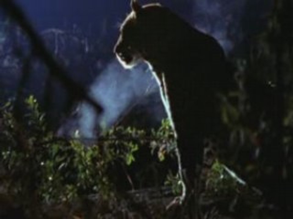 NATIONAL GEOGRAPHIC un leopard dans la nuit.3