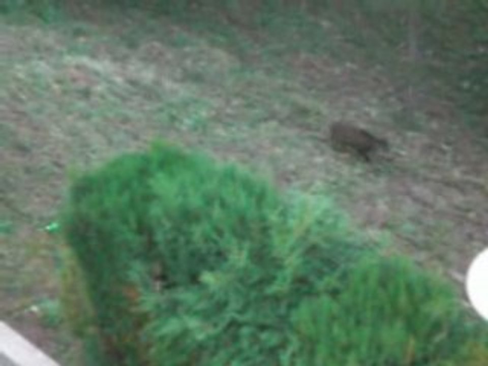 Nos nouveaux voisins