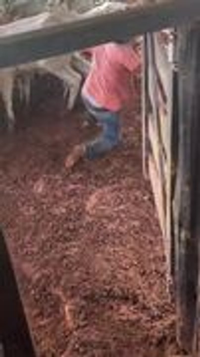 Man Gets Knocked Down By Calf