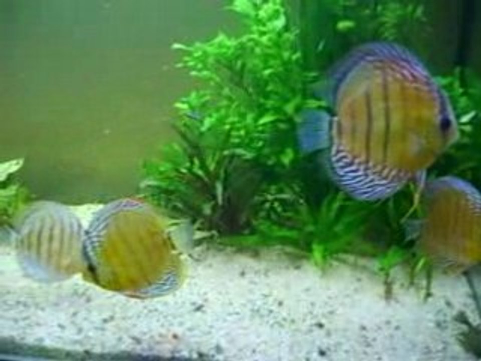 discus sauvages repas