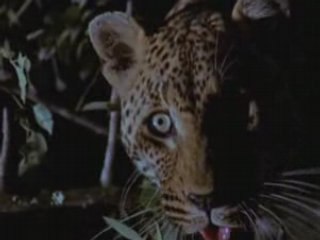 NATIONAL GEOGRAPHIC un leopard dans la nuit.2