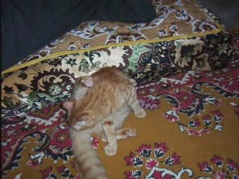 Mon Petit Chat ... Ringo