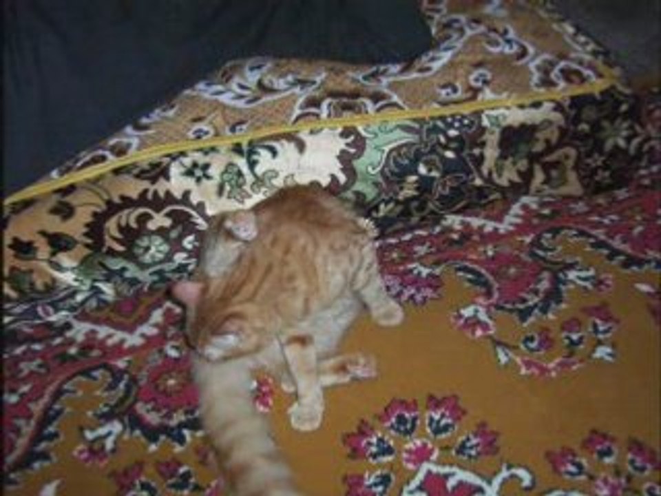 Mon Petit Chat ... Ringo