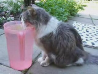 chat boit l'eau plantes