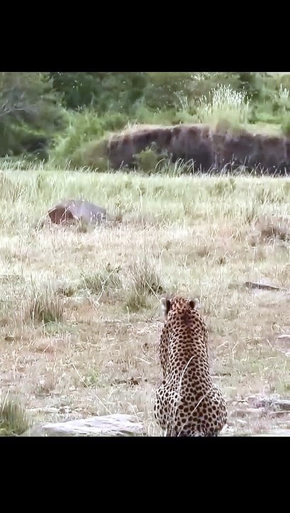 Tense Savanna Conflict: Spotted Hyena Confronts Wild Cheetah Guarding Her Small Cub
