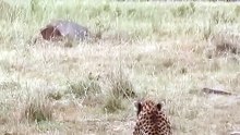 Tense Savanna Conflict: Spotted Hyena Confronts Wild Cheetah Guarding Her Small Cub