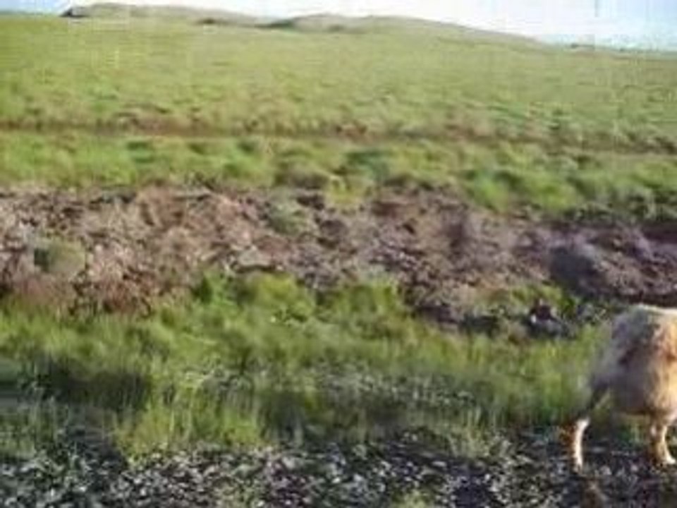 Moutons sur route en Islande 17 juin 2008