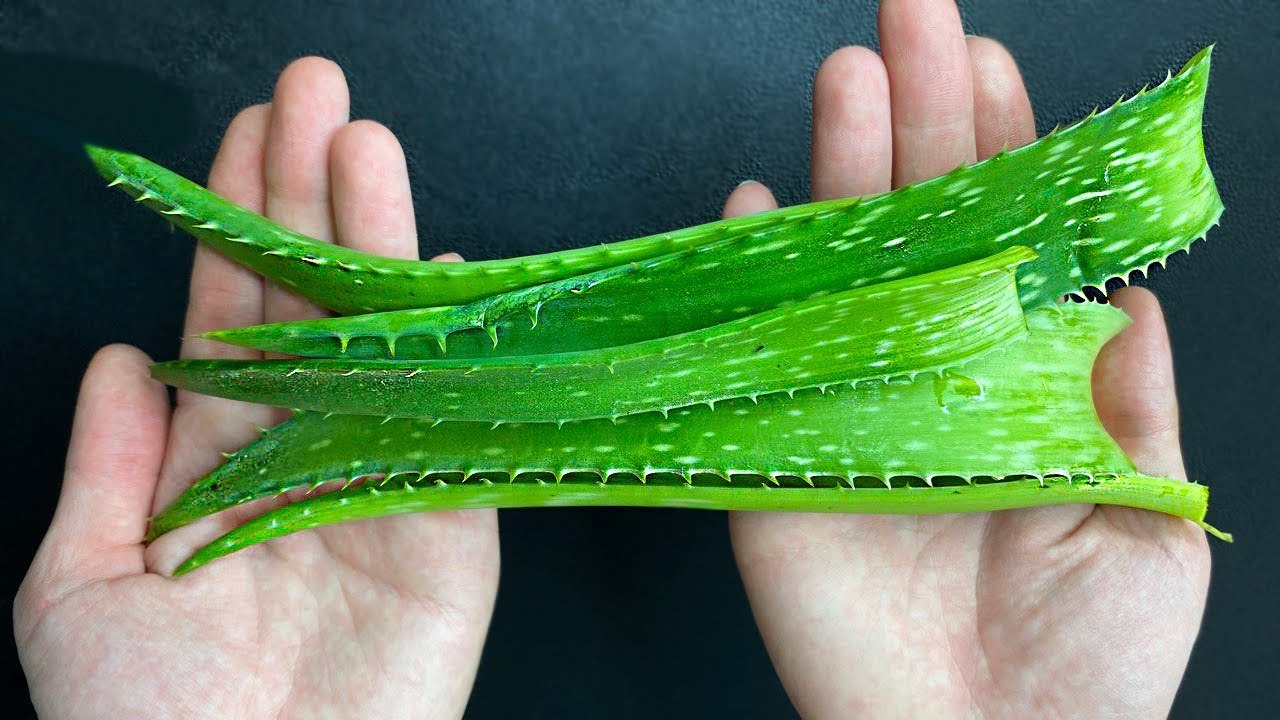 150 Mal stärker als Knoblauch und Zitrone! Vernichtung aller Bakterien und Pilze! Kein Husten