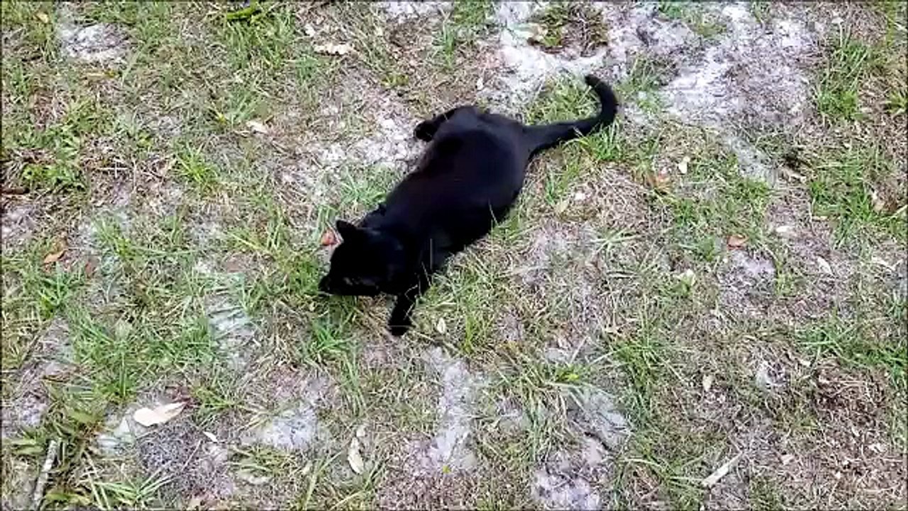 Apr 5, 2026 my black cat. full video. 3.22.2023. 2.09 PM