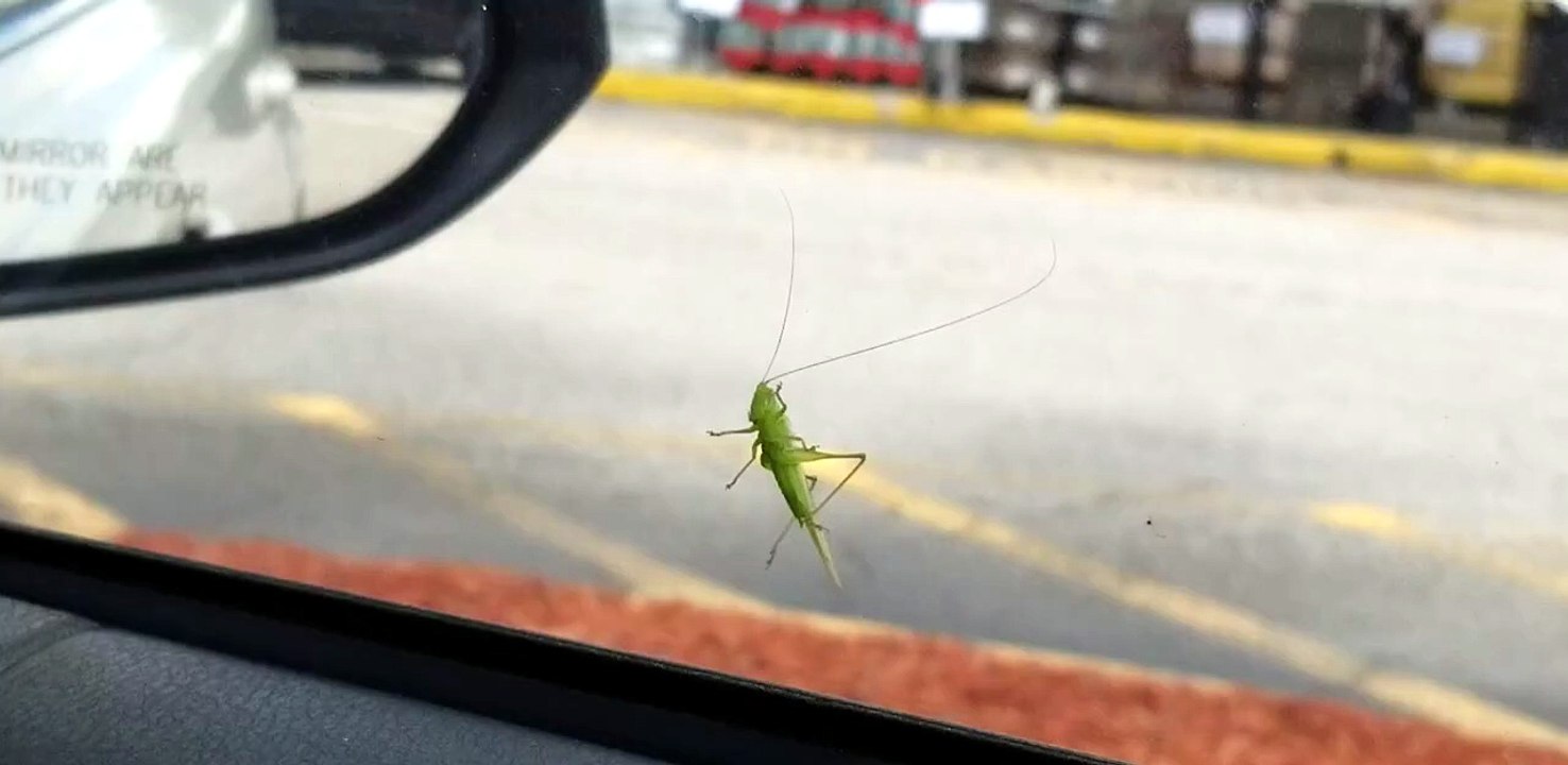 May 17, 2026 grasshopper