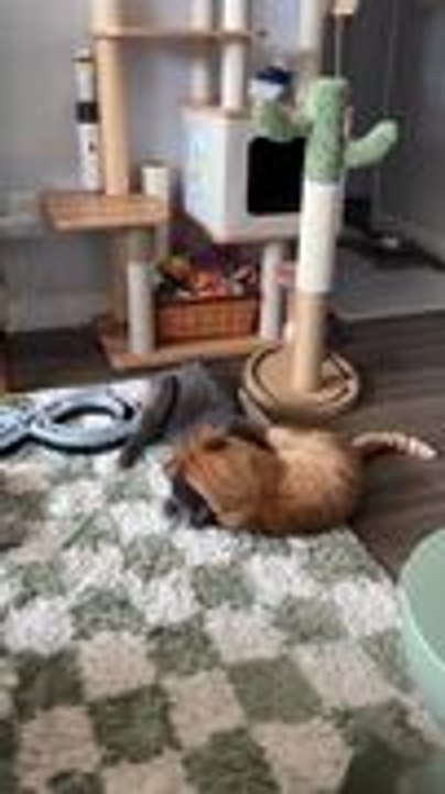 Orange Cat Play Fights With Gray Cat