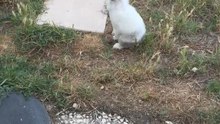 Gribouille a décidé qu’il était temps de partir en mission…