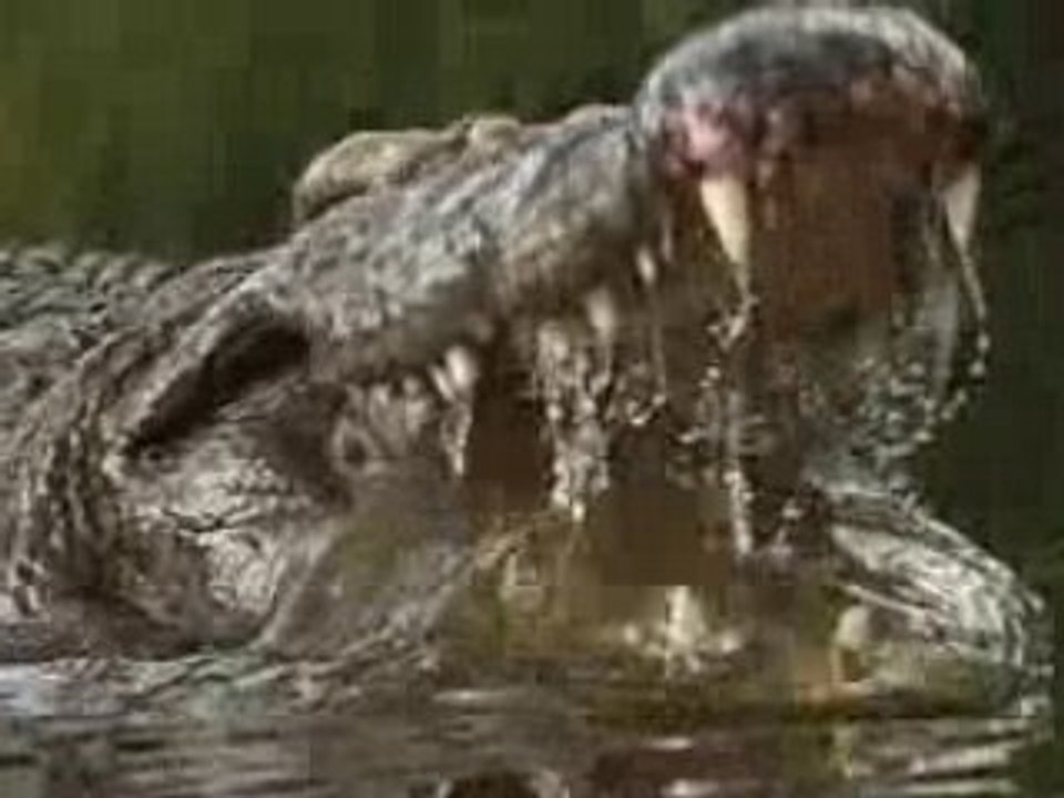 NATIONAL GEOGRAPHIC Les Armes Du Crocodile.1