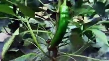 ازرع فلفلًا أكبر وأفضل 🌶️ نصائح للتقليم والتغذية