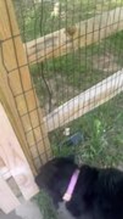 Labrador Runs and Dives Into Pool