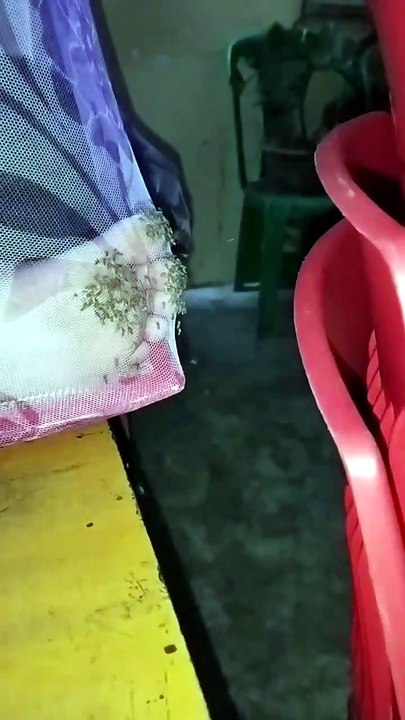 Quand tes pieds deviennent un buffet pour les moustiques malgré la moustiquaire