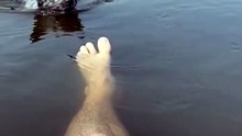 POV: Your Dog Becomes a Piranha 😭🐶