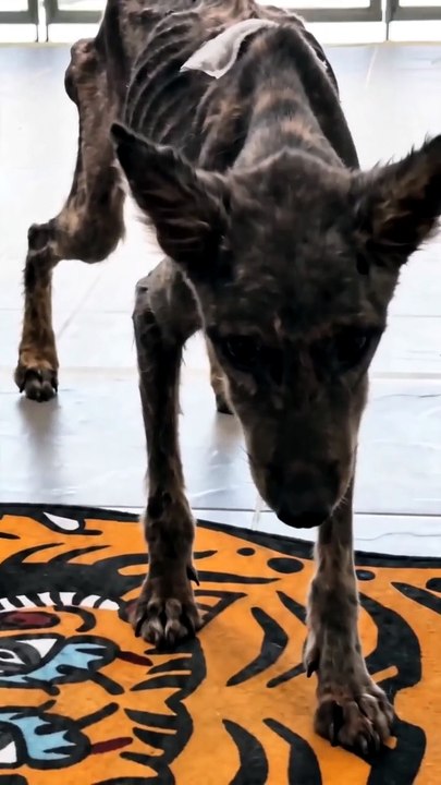 He Had Given Up Until Someone Saved Him 💔➡️❤️