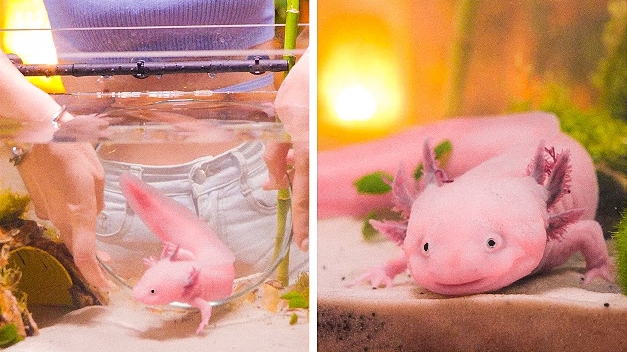 Refresh Woody's Axolotl Home with DIY Magic