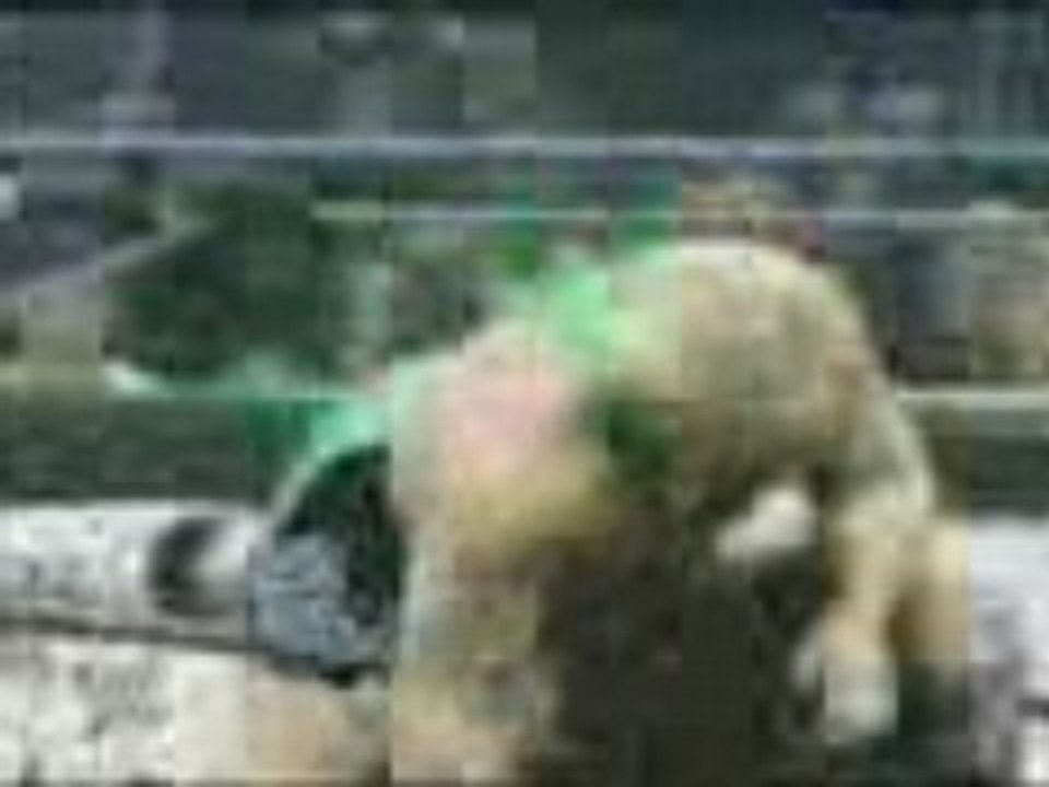 Dave finlay titantron