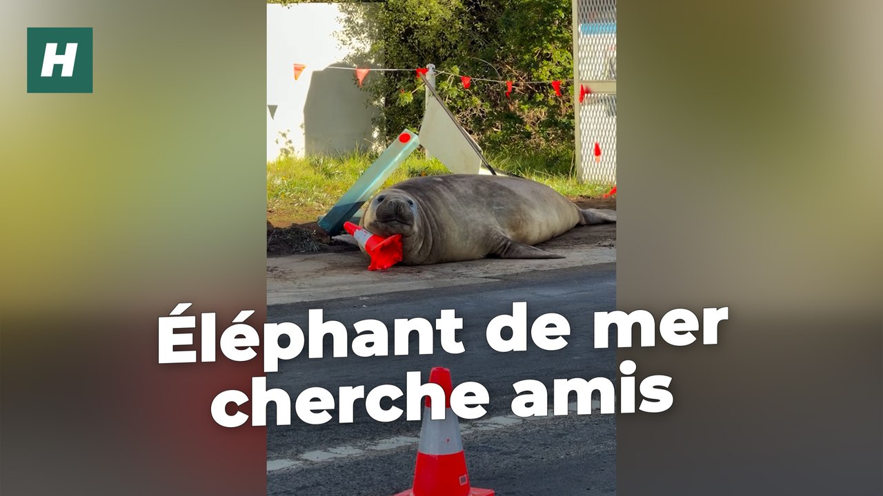 Cet éléphant de mer est une star des réseaux sociaux, mais ce n'est pas sans risque pour lui