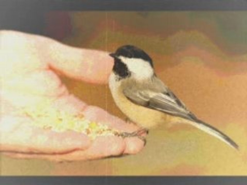 Sezen Aksu Güvercin