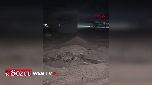 Kuşadası'nda ilk caretta caretta yuvası Güzelçamlı'da tespit edildi