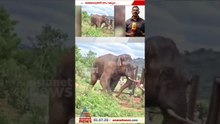 ഹമ്മച്ചീ....രക്ഷപ്പെട്ടു... കർണാടകയിൽ ഇരുമ്പ് ബാരിക്കേഡിൽ കുടുങ്ങിയ കാട്ടാനയ്ക്ക് ഒടുവിൽ മോചനം