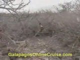 Galapagos Islands Ecuador - Sea Turtles Video