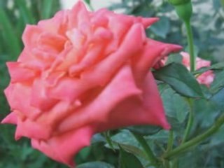 Everything Is Coming Up Roses!