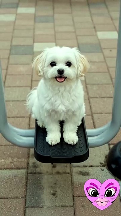 #dog #maltese #kingdomodawais