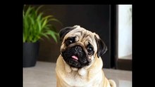 🐶 Pug Dog vs Vodafone Wala Kutta 😂 | Funniest Dog Meme Ever! #Shorts