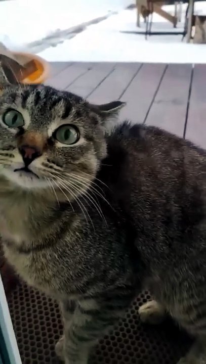 kitten - funny cats