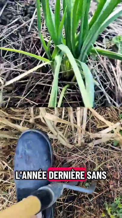 4 gousses d'ail laissées en terre pendant 2 ans... ça donne quoi ? #potager #jardinage #culture #ail