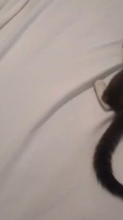 Cute cat