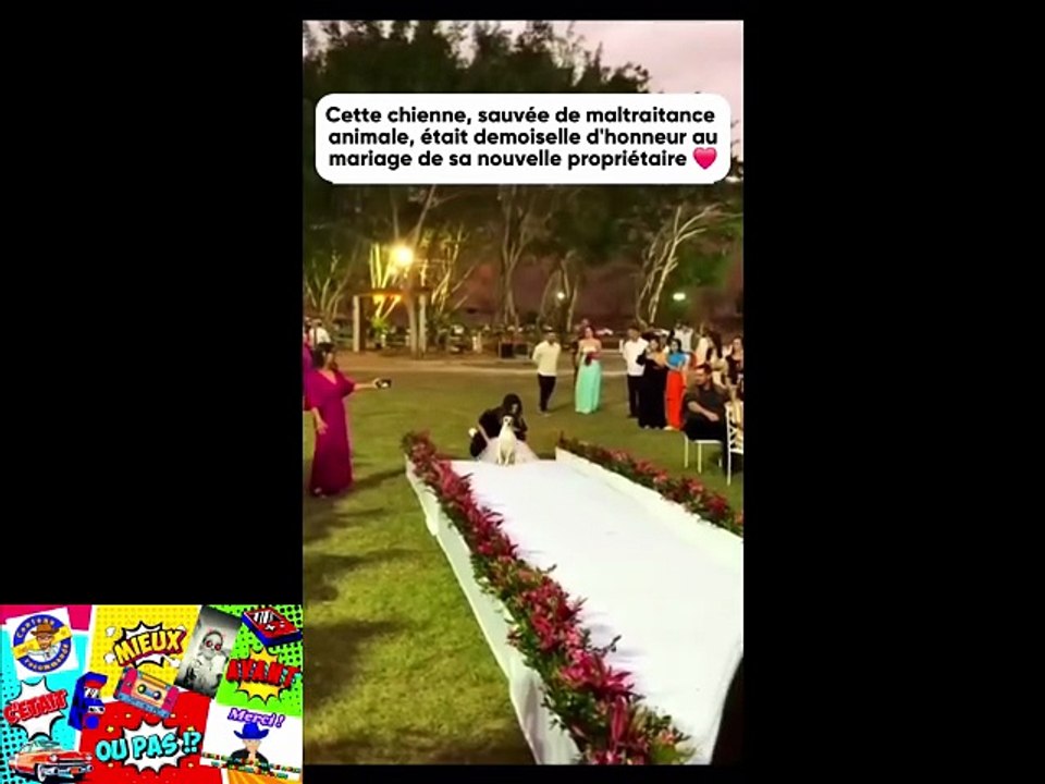 📺🐶 Sauvée de maltraitance, cette chienne était demoiselle d'honneur au mariage 💍 de sa nouvelle propriétaire 🥺❤️🎬ABONNES-TOI & METS UN COM' STP MERCI📺🙏😉😎💖