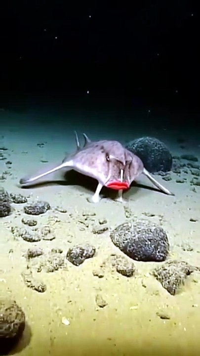 Meet the Red-Lipped Batfish 😱 The Strangest Fish You'll Ever See! | Red-Lipped Batfish (Ogcocephalus darwini)