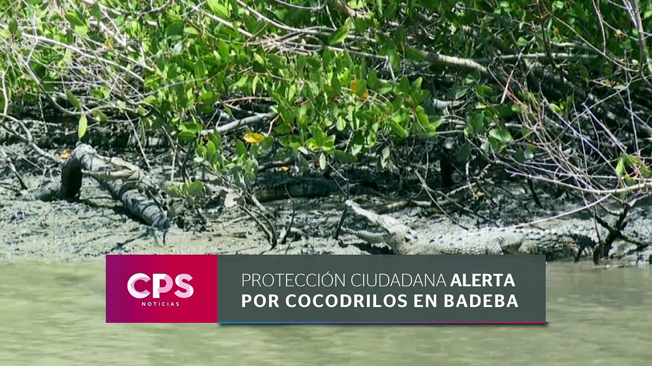 Alertan por cocodrilos en playas y esteros de Bahía | CPS Noticias Puerto Vallarta