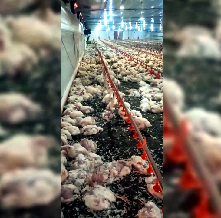 Mais de 24 mil aves morrem após queda de tensão em propriedade rural