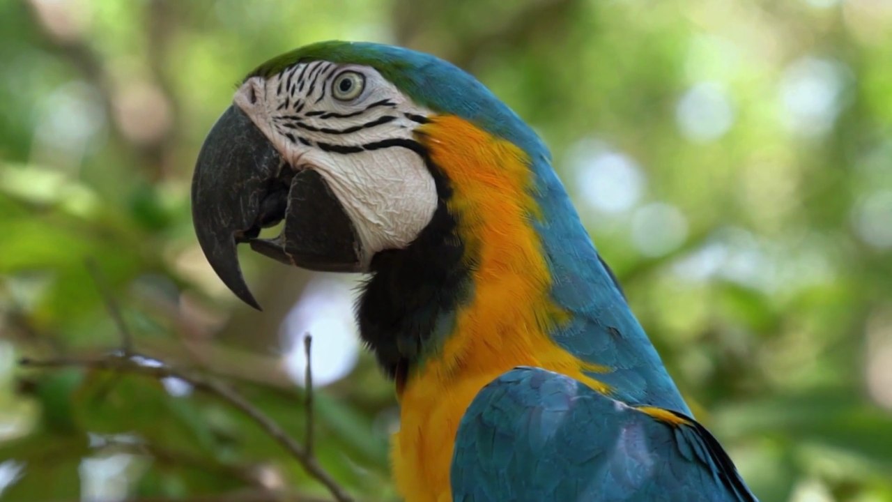 Segredos Revelados da Amazônia