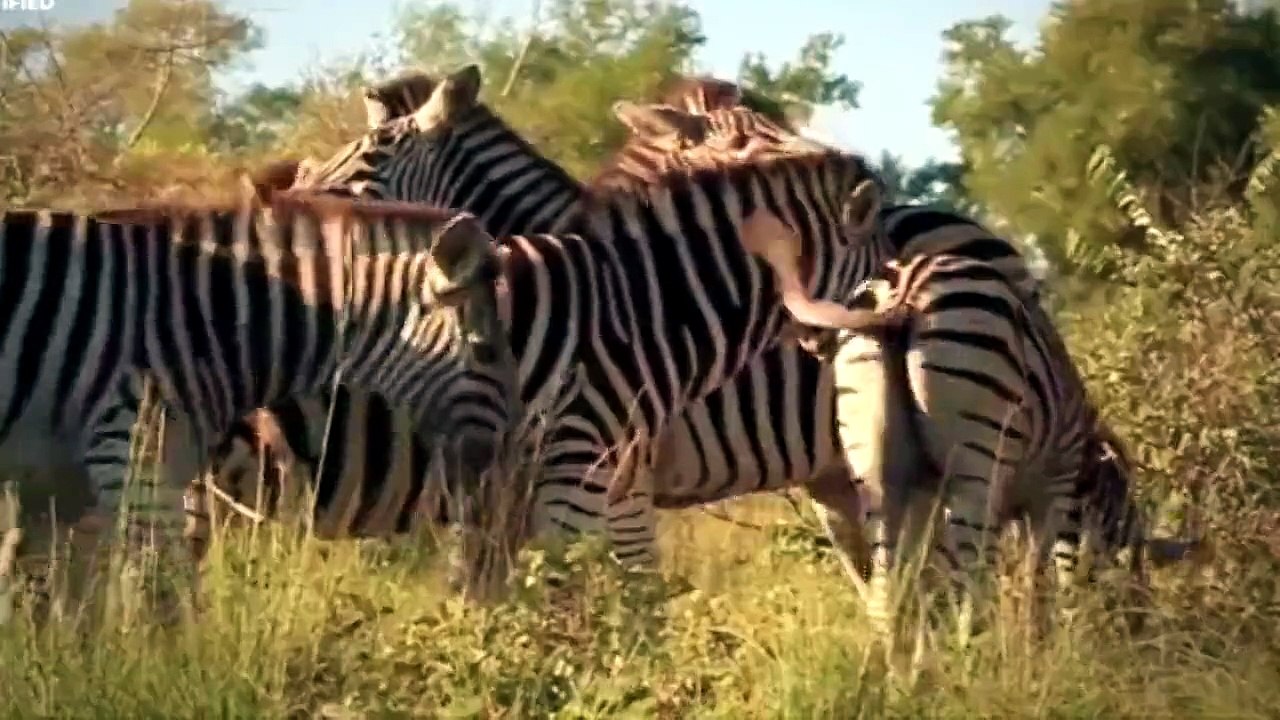 ZEBRAS VS LIONS