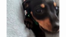 Olha que fofinho