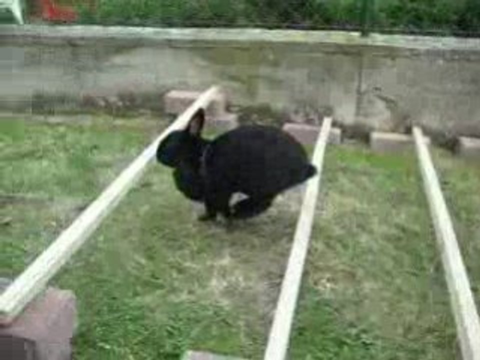 lapin qui saute