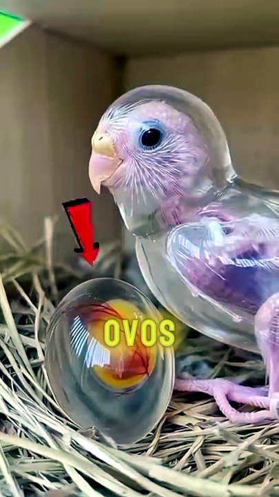Ovos incríveis que parecem Mentira #shorts #fyp