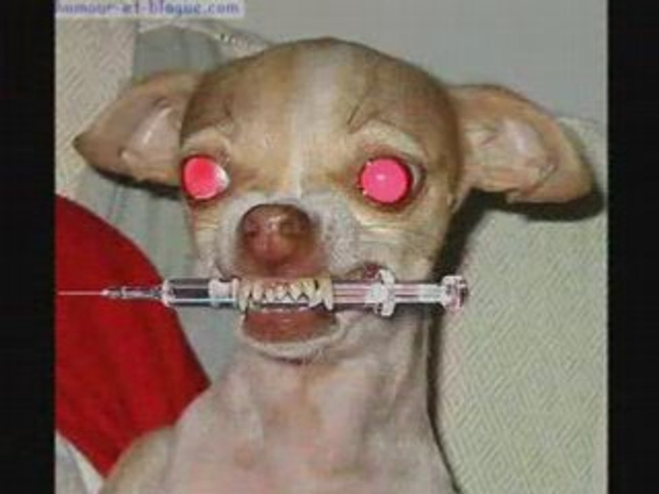Animaux bizarre