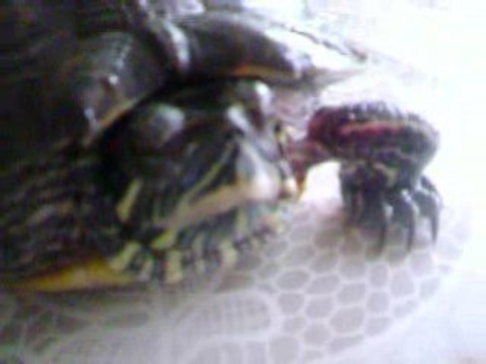 tortu
